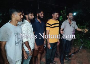ಚೆಡಾವಿನಲ್ಲಿ ಬೃಹತ್ ಕಾಳಿಂಗ ಸರ್ಪ ಸೆರೆ