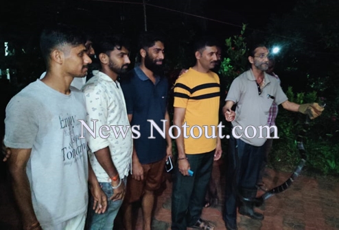 ಚೆಡಾವಿನಲ್ಲಿ ಬೃಹತ್ ಕಾಳಿಂಗ ಸರ್ಪ ಸೆರೆ