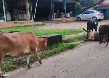 ವಾಹನ ಹರಿದು ಎರಡು ಹಸುಗಳ ದಾರುಣ ಸಾವು