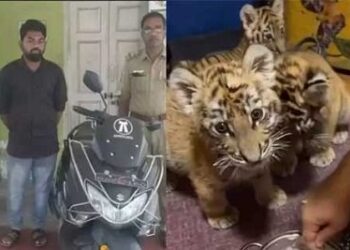 ಬೆಕ್ಕನ್ನು ಹುಲಿಮರಿ ಎಂದು ಮಾರಾಟ ಮಾಡಲು ಯತ್ನಿಸಿದವ ಅರೆಸ್ಟ್..!