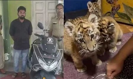 ಬೆಕ್ಕನ್ನು ಹುಲಿಮರಿ ಎಂದು ಮಾರಾಟ ಮಾಡಲು ಯತ್ನಿಸಿದವ ಅರೆಸ್ಟ್..!