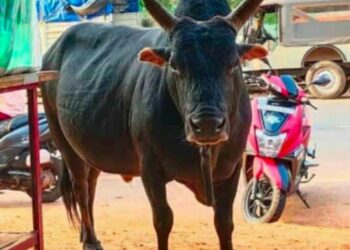 ಜನ ಮೆಚ್ಚಿದ ಬಬ್ರು ಹೋರಿ ಇನ್ನಿಲ್ಲ, ಕಣ್ಣೀರಾದ ಜನತೆ