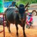 ಜನ ಮೆಚ್ಚಿದ ಬಬ್ರು ಹೋರಿ ಇನ್ನಿಲ್ಲ, ಕಣ್ಣೀರಾದ ಜನತೆ