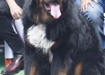 ರೇಂಜ್ ರೋವರ್ ಕಾರಲ್ಲಿ ಬಂದು ದುಬಾರಿ ಹೋಟೆಲ್‌ನಲ್ಲಿ ಉಳಿದುಕೊಂಡ ಶ್ವಾನ..!