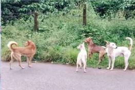 ವಿದ್ಯಾರ್ಥಿನಿ ಮೇಲೆ ಶ್ವಾನ ದಾಳಿ, ಗಂಭೀರ ಗಾಯ