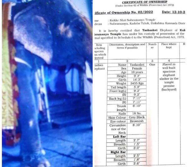 ಕುಕ್ಕೆ ಸುಬ್ರಹ್ಮಣ್ಯದ ಆನೆಗೆ ಮಾಲಿಕತ್ವದ ಪ್ರಮಾಣ ಪತ್ರ ನೀಡಿದ ಅರಣ್ಯ ಇಲಾಖೆ