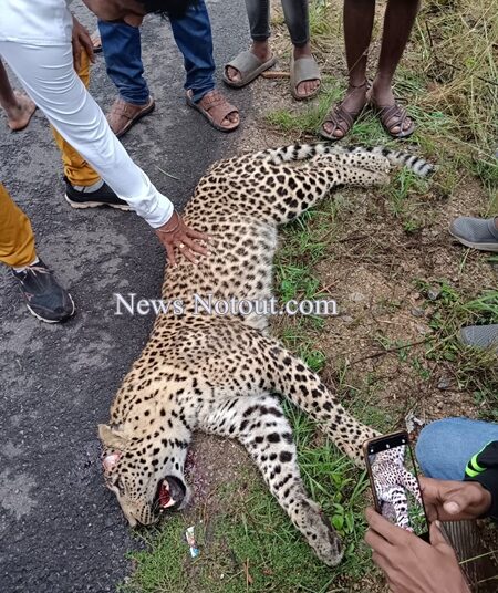 ರಾಷ್ಟ್ರೀಯ ಹೆದ್ದಾರಿಯಲ್ಲಿ ಅವಘಡ: ಚಿರತೆ ಬಲಿ