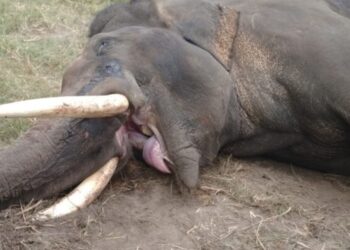 ದಸರಾ ಆನೆಯನ್ನು ತುಳಿದು ಕೊಂದ ಕಾಡಾನೆ, ಗೋಪಾಲಸ್ವಾಮಿ ಇನ್ನಿಲ್ಲ