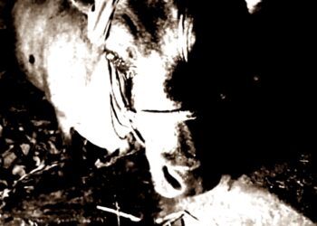 ಹೂವಿನ ಗಿಡ ತಿಂದಿದ್ದಕ್ಕೆ ಗೋಮಾತೆಯ ಕಣ್ಣನ್ನೇ ಕಿತ್ತ ರಾಕ್ಷಸ