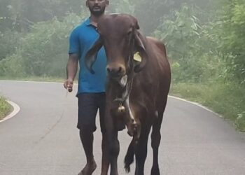 ಕಾಲ್ನಡಿಗೆಯಲ್ಲೇ  360 ಕಿ.ಮೀ ಬಂದು ಗಿರ್ ಹಸುವನ್ನು ಶ್ರೀ ಕ್ಷೇತ್ರ ಧರ್ಮಸ್ಥಳಕ್ಕೆ ಒಪ್ಪಿಸಿದ ಯುವಕ..!