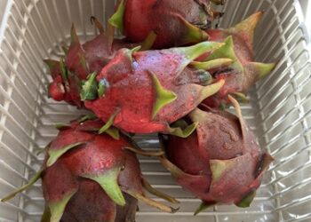 ಡ್ರ್ಯಾಗನ್ ಹಣ್ಣು ಆರೋಗ್ಯಕ್ಕೆ ಒಳ್ಳೆಯದೆಂದು ಹೆಚ್ಚು ತಿನ್ನುತ್ತೀರಾ..? ತಿನ್ನೋ ಮೊದಲು ಯೋಚಿಸಿ