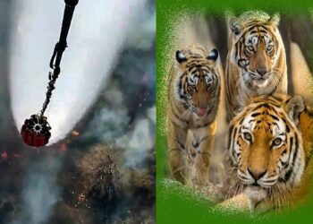 ಪಿಲಿಕುಳ: ಪರಸ್ಪರ ಕಚ್ಚಾಡಿಕೊಂಡು ಪ್ರಾಣ ಬಿಟ್ಟ ಹೆಣ್ಣು ಹುಲಿ