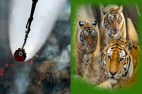 ಪಿಲಿಕುಳ: ಪರಸ್ಪರ ಕಚ್ಚಾಡಿಕೊಂಡು ಪ್ರಾಣ ಬಿಟ್ಟ ಹೆಣ್ಣು ಹುಲಿ
