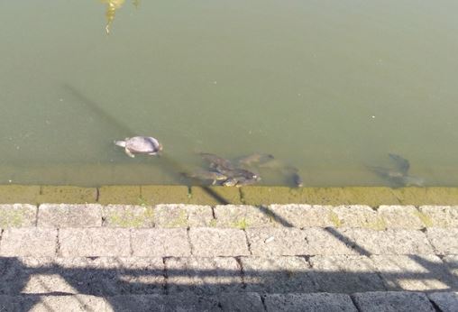 ಮಡಿಕೇರಿ: ಇತಿಹಾಸ ಪ್ರಸಿದ್ಧ ಓಂಕಾರೇಶ್ವರನ ಕೆರೆಯಲ್ಲಿ ಸತ್ತ ಆಮೆಗಳು