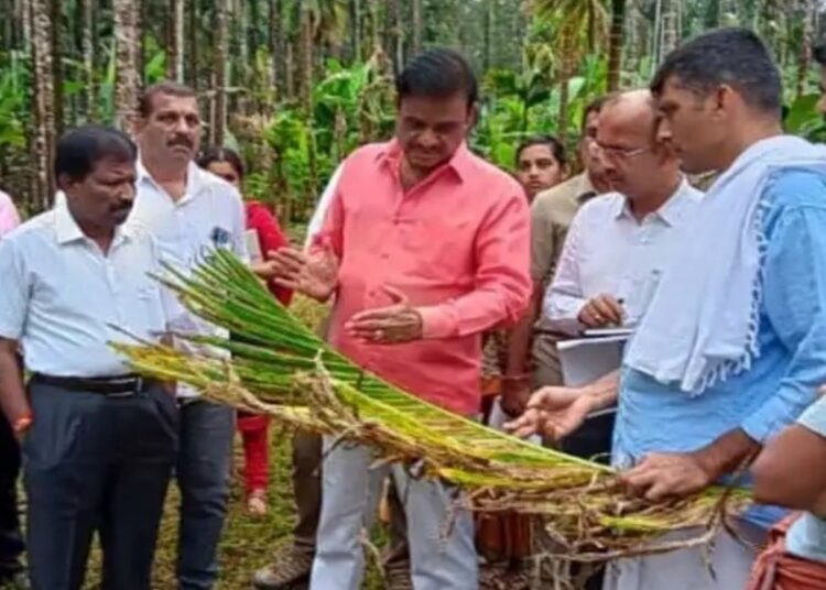 ಸುಳ್ಯ: ಅಡಿಕೆ ಕೃಷಿಕರಿಗೀಗ ಹಳದಿ ರೋಗದ ಜತೆಗೆ ‘ಚುಕ್ಕಿ ರೋಗ’ ತಲೆನೋವು..!