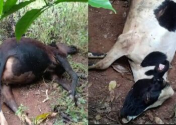 ಕೊಡಗು: ಮೇಯಲು ಬಿಟ್ಟ ಹಸುಗಳನ್ನು ಗುಂಡಿಟ್ಟು ಕೊಂದ ಪಾಪಿ