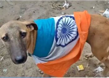 ನಾಯಿಗೆ ರಾಷ್ಟ್ರಧ್ವಜ ಕಟ್ಟಿ ಅವಮಾನ…! : ರಾಷ್ಟ್ರ ಭಕ್ತಿ ಇಲ್ಲದ ಪಾಪಿಗಳು ..