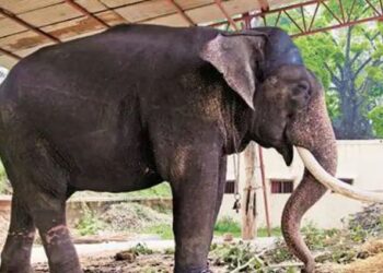 ದಸರಾ ಆನೆ ಬಲರಾಮನಿಗೆ ಗುಂಡು ಹೊಡೆದ ಪಾಪಿ..!