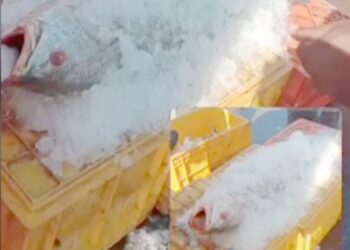 ಬರೋಬ್ಬರಿ ೨೨ ಕೆ.ಜಿ ತೂಕದ ಮೀನು ಬಾರಿ ಬೆಲೆಗೆ ಸೇಲ್ , ಇದರ ಬೆಲೆ ಎಷ್ಟು ಗೊತ್ತಾ?