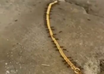 ಚಿನ್ನದ ಸರವನ್ನು ಕದ್ದ ಇರುವೆಗಳು, ದೂರು ಕೊಟ್ಟ ಐಪಿಎಸ್ ಅಧಿಕಾರಿ..!