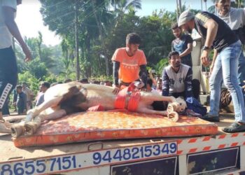 ಉಪ್ಪಿನಂಗಡಿ: ಕುದುರೆಗೆ ಬಸ್ ಡಿಕ್ಕಿ, ಕುದುರೆ ಸವಾರ ಗಂಭೀರ