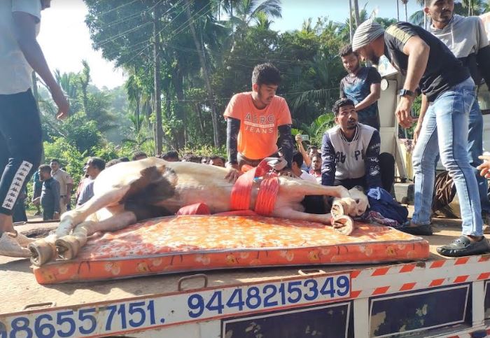 ಉಪ್ಪಿನಂಗಡಿ: ಕುದುರೆಗೆ ಬಸ್ ಡಿಕ್ಕಿ, ಕುದುರೆ ಸವಾರ ಗಂಭೀರ