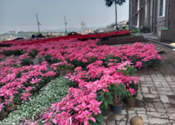 ಭಾರತದಲ್ಲೇ ಮೊದಲ ಬಾರಿಗೆ ಅಂತರಾಷ್ಟ್ರೀಯ ಜಾಂಬೂರಿ-ವಿವಿಧ ಬಣ್ಣಗಳ ಆಕರ್ಷಕ ಹೂ-ದೋಟ ಸೃಷ್ಟಿ