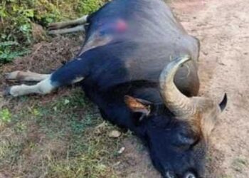 ಕೊಡಗು ಜಿಲ್ಲೆಯ ಮೀಸಲು ಅರಣ್ಯ ಪ್ರದೇಶದಲ್ಲಿ  ಕಾಡೆಮ್ಮೆಯನ್ನು ಗುಂಡಿಟ್ಟು ಹತ್ಯೆ!