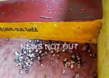 ಕಲ್ಲೇರಿಯಲ್ಲಿ ಅಡಿಕೆ ಕಳ್ಳರ ಹಾವಳಿ, ಅಡಿಕೆ ಕದ್ದು ಮಾಡಿದ್ದೇನು ಗೊತ್ತಾ?