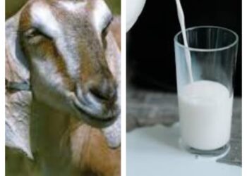 ಹಸುವಿನ ಹಾಲಿಗಿಂತ ಮೇಕೆ ಹಾಲೇ ಪವರ್‌ಫುಲ್‌..?