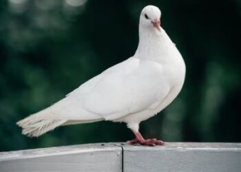 ಪಾರಿವಾಳ ಹಿಡಿಯಲು ಹೋದ ಮಕ್ಕಳು ಐಸಿಯುಗೆ ದಾಖಲು..!