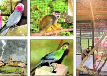 ಪಿಲಿಕುಳ ಮೃಗಾಲಯಕ್ಕೆ ಹೊಸ ಅತಿಥಿಗಳ ಆಗಮನ: ಕ್ಯೂಟ್ ಕ್ಯೂಟ್ ಪ್ರಾಣಿ-ಪಕ್ಷಿಗಳಿಗೆ ಜನ ಫಿದಾ