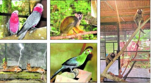 ಪಿಲಿಕುಳ ಮೃಗಾಲಯಕ್ಕೆ ಹೊಸ ಅತಿಥಿಗಳ ಆಗಮನ: ಕ್ಯೂಟ್ ಕ್ಯೂಟ್ ಪ್ರಾಣಿ-ಪಕ್ಷಿಗಳಿಗೆ ಜನ ಫಿದಾ
