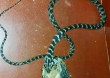 ಬೆಳ್ತಂಗಡಿ: ಕೋಳಿ ನುಂಗಿದ ಅಪರೂಪದ ಹಾವು, ಫೋಟೋ ವೈರಲ್‌