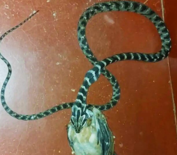 ಬೆಳ್ತಂಗಡಿ: ಕೋಳಿ ನುಂಗಿದ ಅಪರೂಪದ ಹಾವು, ಫೋಟೋ ವೈರಲ್‌