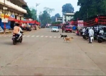 ಸುಬ್ರಹ್ಮಣ್ಯ : ರಥ ಬೀದಿಯಲ್ಲಿ ಬೀದಿ ನಾಯಿಗಳದ್ದೇ ದರ್ಬಾರು..!