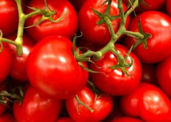 ಪಾತಾಳಕ್ಕಿಳಿದ ಟೊಮೇಟೋ ಬೆಲೆ;25 ಕೆ.ಜಿ.ಗೆ 70 ರೂಪಾಯಿ:ರೈತರ ಶ್ರಮಕ್ಕೆ ಬೆಲೆ ಇಲ್ಲವೇ