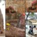 ‘ಶ್ವಾನ ನಿಷ್ಠೆ’ಗೆ ದೇವಾಸ್ಥಾನವನ್ನೇ ಕಟ್ಟಿದರು-ಇಲ್ಲಿ ನಾಯಿಯೇ ದೇವರು
