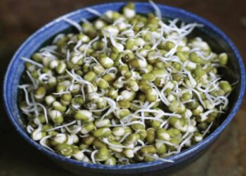 ಚಳಿಗಾಲದಲ್ಲಿ ಮೊಳಕೆ ಕಾಳು ಸೇವಿಸಿದರೆ ಉತ್ತಮ ಪ್ರಯೋಜನ