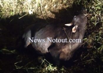 ಅಪಘಾತಕ್ಕೀಡಾಗಿ ಮೂರು ದಿನದಿಂದ ರಸ್ತೆಯಲ್ಲೇ ಬಿದ್ದು ನರಳಾಡುತ್ತಿರುವ ಗೋಮಾತೆ..!