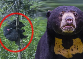 ಕೃಷಿಗೆ ಹಾಕಿದ್ದ ರಕ್ಷಣಾ ತಂತಿಗೆ ಸಿಲುಕಿದ್ದ ಕರಡಿ: ಗ್ರಾಮಸ್ಥರಲ್ಲಿ ಆತಂಕ !