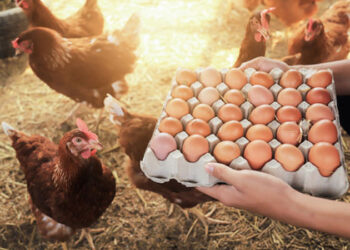 ಮತ್ತೆ ತಟ್ಟಿದ ಬೆಲೆ ಏರಿಕೆ ಬಿಸಿ : ಇನ್ಮುಂದೆ ಮೊಟ್ಟೆ ದುಬಾರಿ!