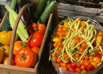 ದೇಹದಲ್ಲಿನ ರಕ್ತದ ಸಕ್ಕರೆ ಮಟ್ಟವನ್ನು ನಿಯಂತ್ರಿಸುವ ತರಕಾರಿ ಯಾವುದು…?