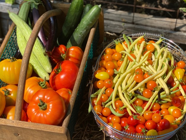 ದೇಹದಲ್ಲಿನ ರಕ್ತದ ಸಕ್ಕರೆ ಮಟ್ಟವನ್ನು ನಿಯಂತ್ರಿಸುವ ತರಕಾರಿ ಯಾವುದು…?