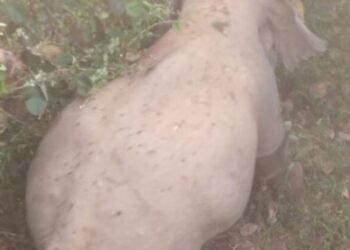 ಧರ್ಮಸ್ಥಳ:ಕೊಕ್ಕಡದಲ್ಲಿ ಒಂಟಿ ಸಲಗ ಪ್ರತ್ಯಕ್ಷ,ಸ್ಥಳೀಯರಲ್ಲಿ ಹೆಚ್ಚಿದ ಆತಂಕ