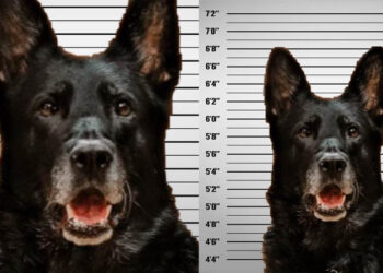 ಅಧಿಕಾರಿಯ ಆಹಾರ ಕದ್ದು ತಿಂದ ಪೊಲೀಸ್ ಡಾಗ್: ನಾಯಿ ವಿರುದ್ಧ ಪ್ರಕರಣ ದಾಖಲು, ಫೋಟೋ ವೈರಲ್