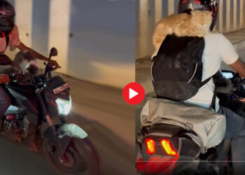 ಬೆಕ್ಕುಗಳೊಂದಿಗೆ ಜಾಲಿ ರೈಡ್ ! ಪ್ರಾಣಿ ಪ್ರಿಯರ ಪರ-ವಿರೋಧ ಚರ್ಚೆ- ವಿಡಿಯೋ ವೈರಲ್