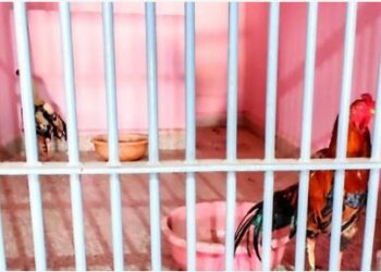 ಜೂಜು ಅಡ್ಡೆಗಳ ಮೇಲೆ ಪೊಲೀಸರ ದಾಳಿ:ಎರಡು ಕೋಳಿಗಳು ಅರೆಸ್ಟ್ !!