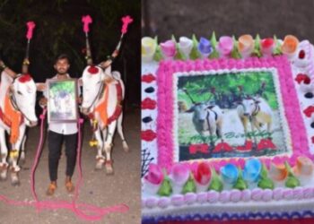 ಹೋರಿಯ  ಹುಟ್ಟುಹಬ್ಬ ಆಚರಿಸಿ ಊರಿಗೆಲ್ಲ ಊಟ ಕೊಟ್ಟ ರೈತ,’ರಾಜ’ನಿಗಾಗಿ 5 ಕೆಜಿ ತೂಕದ ಕೇಕ್ ಕತ್ತರಿಸಿದ ಮಲ್ಲಪ್ಪ