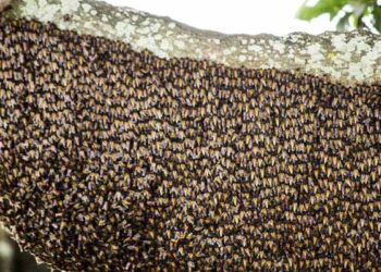 ಕೊಡಗಿನಲ್ಲಿ ಹೆಜ್ಜೇನು ದಾಳಿಗೆ ಇಬ್ಬರು ಬಲಿ